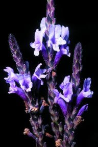 Matorrisco