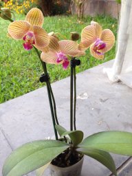 Loveorchids