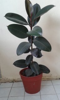 plantas124