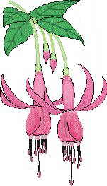petabi