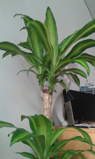 Alicia_cb