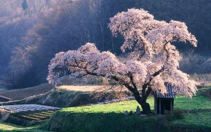 KenshinHitokiri