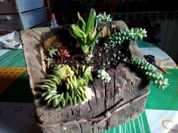 muchocactus