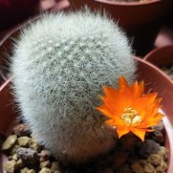Rocio_Cactucitos