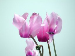 VioletaDePersia