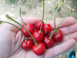 paudelavila