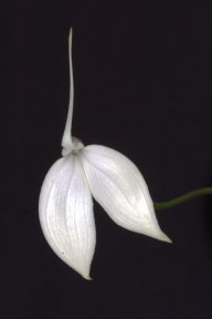 Epidendrum