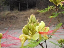 CeciliaMerlo