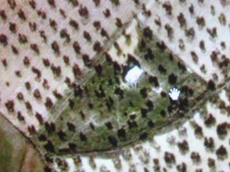criptorquidea