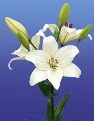 Lilium Blanco
