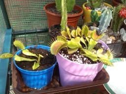 toroalbino