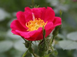 caleidosferica