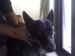roccoco