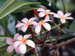 Enamorada Jardinera