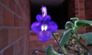 Damti