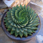 almerita
