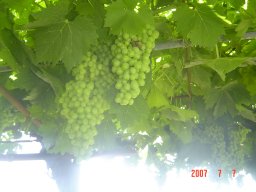 josenava