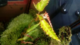 mundobegonia