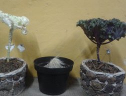 misael