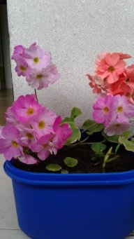FiorellaXimena