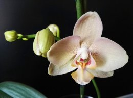 BellaPhalaenopsis