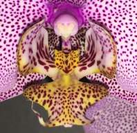 Mirleia