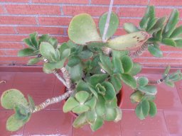 cotyledon