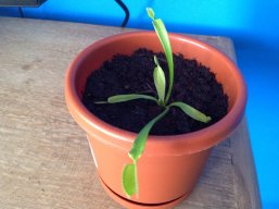 emilioprincipianteplantas