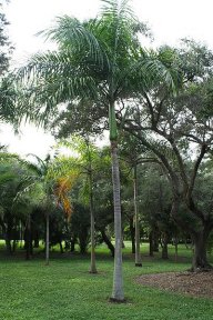 nobre-lapa