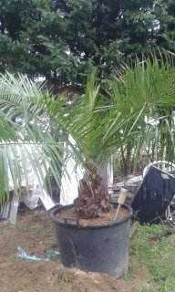 palmpasion