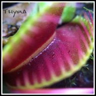 Thyra