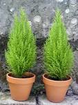 Dani plant