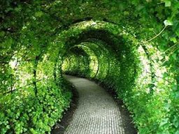 Will Verde