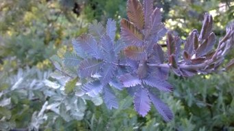brujita verde