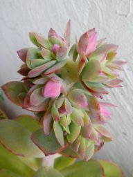 silviadetorre