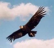 Aeronauta