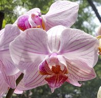 DafneTam