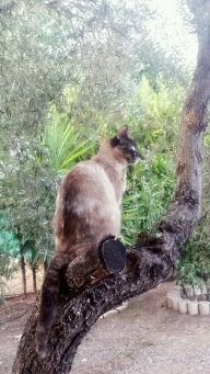 CarmenRT