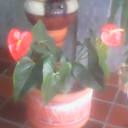 archerforero