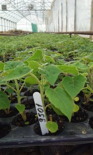 ecoplante374