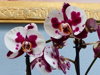 lilianajaramillo