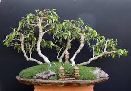 Alex_Ficus_lover