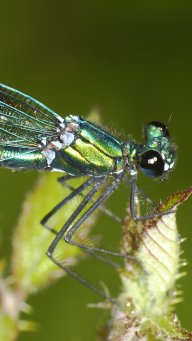 silviabcnsab