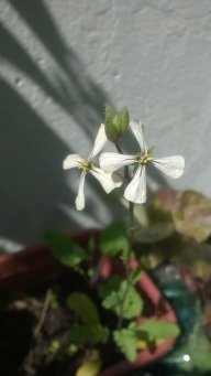rominagargano