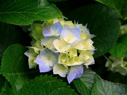 FlordeLotodeJardin