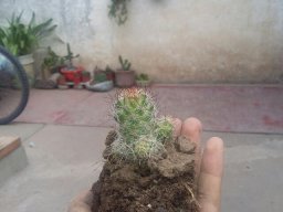 Alannahuel