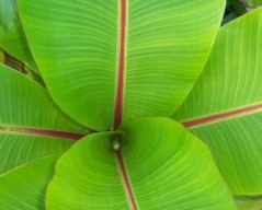 Mvila