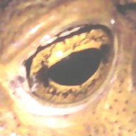EdgardoEEsser