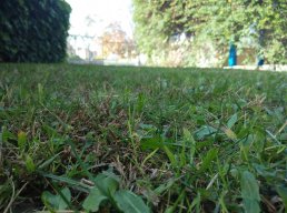 Rafarz
