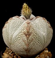 FranLithops